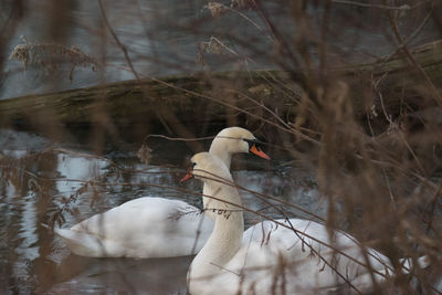 View of swan swimming in lake