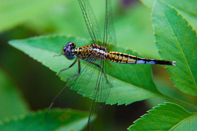 Close-up of damselfly on plant