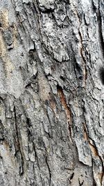 Full frame shot of tree trunk