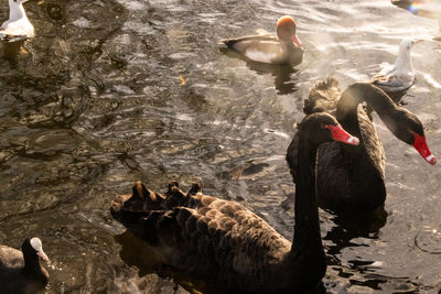 High angle view of ducks swimming on lake