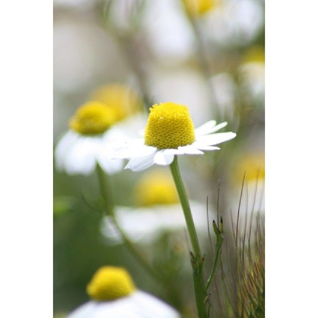 flower, freshness, fragility, flower head, growth, yellow, petal, transfer print, beauty in nature, nature, close-up, focus on foreground, stem, auto post production filter, blooming, plant, selective focus, single flower, white color, dandelion
