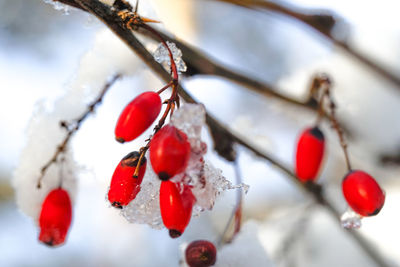 Close-up of frozen tree during winter