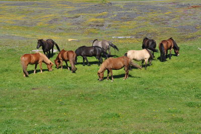 Horses on field