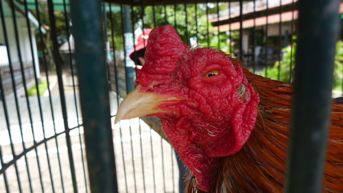 Close-up of rooster in cage