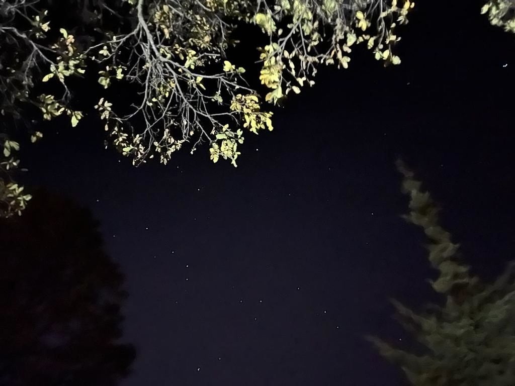 night, tree, plant, nature, star, darkness, space, no people, sky, branch, beauty in nature, astronomy, tranquility, astronomical object, outdoors, growth, low angle view, light, scenics - nature, water, leaf, star field