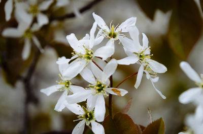 Close-up of white flowers on tree