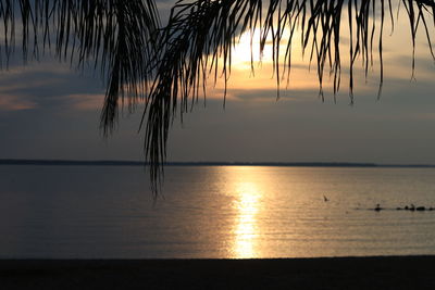 Silhouette tree by sea against sky during sunset