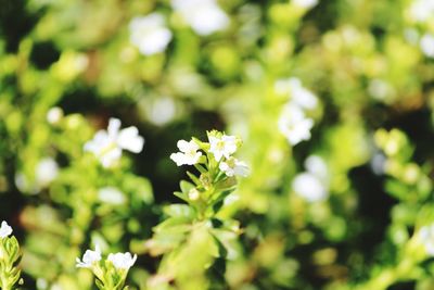 Close-up of white flowers blooming outdoors