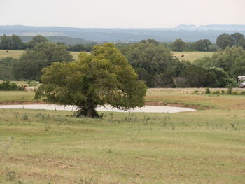 Trees on grassy field