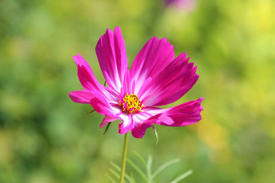 Close-up of pink cosmos flower