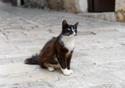 Beautiful blue eyed cat in the street.