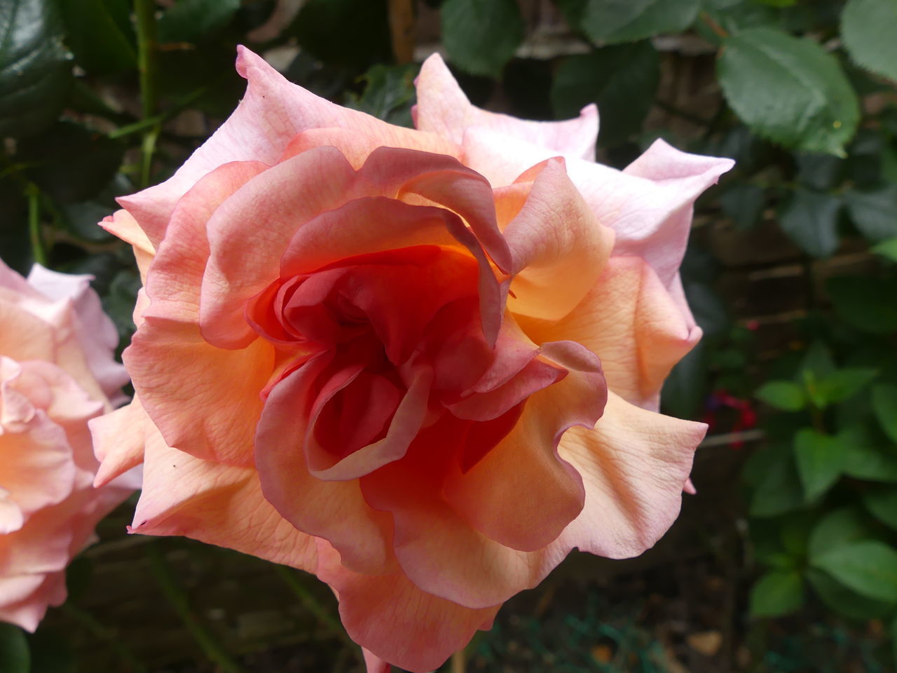 CLOSE-UP OF ROSE ROSES