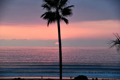 Silhouette palm trees on beach against sky during sunset