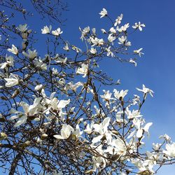 Low angle view of cherry blossom tree