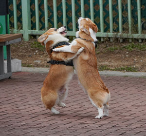 View of dogs playing on field