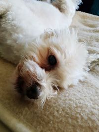 Close-up portrait of dog