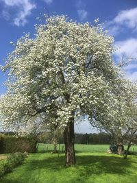 Trees on field against sky