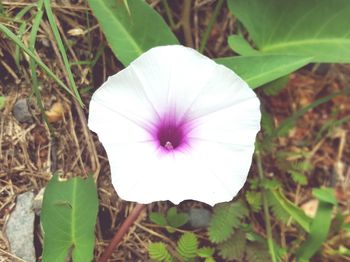 Close-up of purple flower