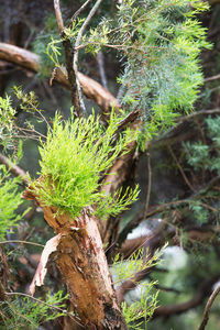 Close-up of tree trunk