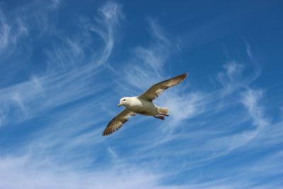 Low angle view of seagull flying