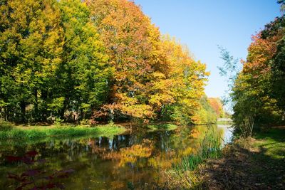 Scenic view of lake in forest during autumn