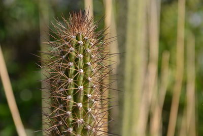 Close-up of succulent plant on field
