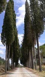 Walkway amidst trees against sky