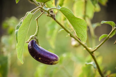 Close-up of eggplant on tree