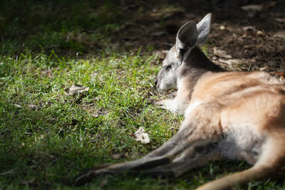 View of an animal on field