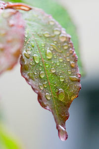 Close-up of raindrops on leaf