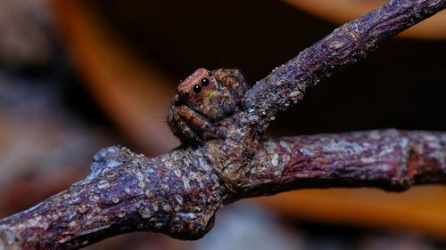 Close-up of insect on rusty metal