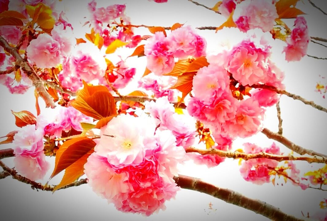 LOW ANGLE VIEW OF PINK FLOWERS BLOOMING ON TREE