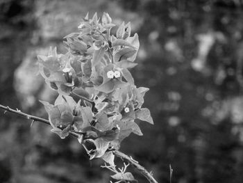 Close-up of flowers against blurred background