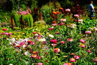 Close-up of pink flowering plants on field