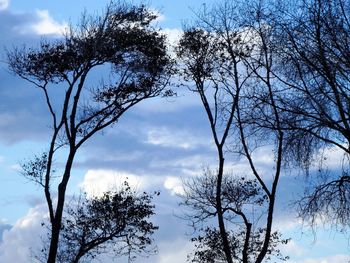 Low angle view of trees in forest against sky
