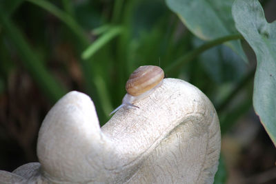 Close-up of a mushrooms