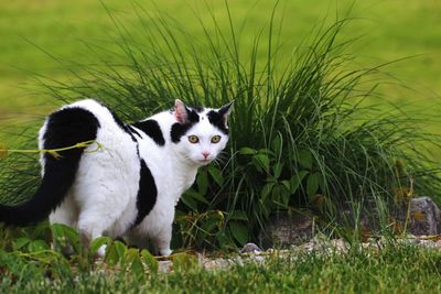 Portrait of cat sitting in grass