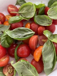 Close-up of homegrown fresh tomatoes and basil