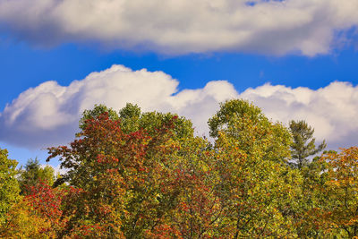 Low angle view of trees against sky during autumn