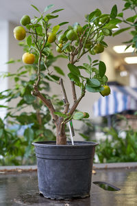 Close-up of potted plant on table