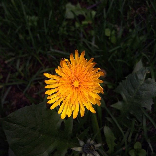 flower, petal, freshness, fragility, flower head, yellow, growth, blooming, beauty in nature, single flower, close-up, plant, nature, pollen, focus on foreground, in bloom, high angle view, field, leaf, outdoors