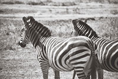 Black and white stripes