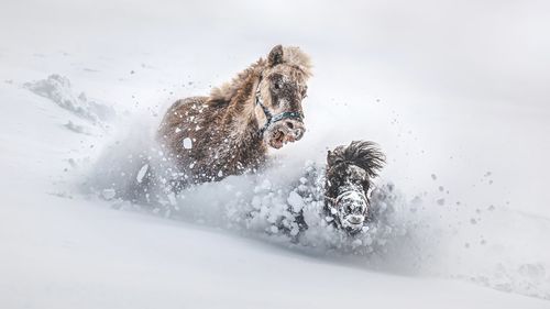 Two little ponies jumping and playing in the snow.