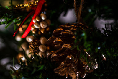 Close-up of christmas tree