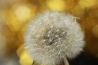 Close-up of dandelion