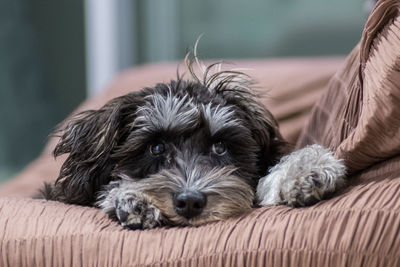 Portrait of puppy relaxing on bed