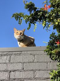 Low angle view of a cat on the wall