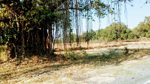 Scenic view of trees against sky