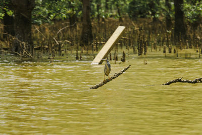 Butorides striatus stands on the branches above the water. 