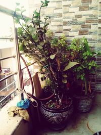 Potted plants on the wall